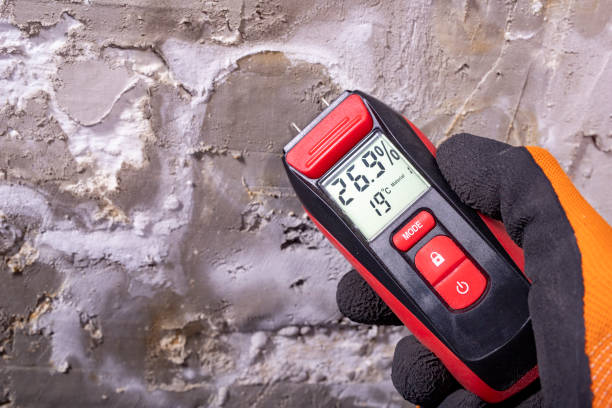 Best Local Mold Removal Service  in Knob Noster, MO