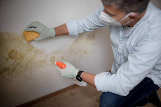 Best Toxic Mold Removal  in Knob Noster, MO