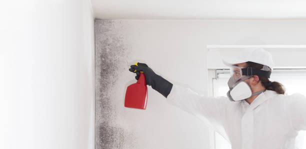 Best Mold Testing  in Knob Noster, MO