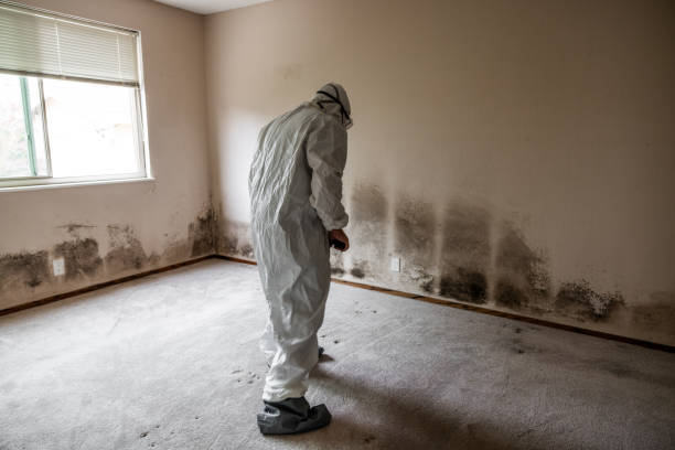 Best Professional Mold Removal  in Knob Noster, MO