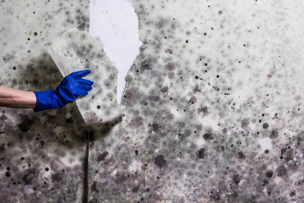 Best Home Mold Removal  in Knob Noster, MO
